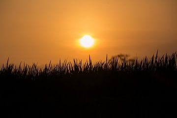 Een perfect silhouette van gras tijdens de zonsondergang in Ubud op Bali Indonesie van Michiel Ton