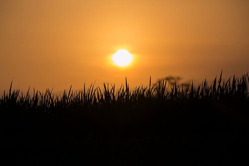 A perfect silhouette of grass at sunset in Ubud, Bali Indonesia by Michiel Ton