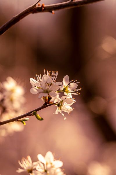 Lentezweem: Bloesems in Zacht Licht van Nederlandschap