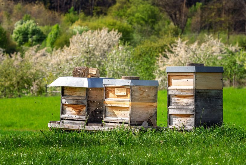 Ruches dans une prairie par ManfredFotos