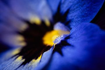 Van heel dichtbij: het blauw met gele viooltje van Marjolijn van den Berg