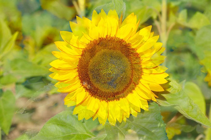 Sunflowers abstract, (Helianthus annuus), Bremen, Germany, Europe by Torsten Krüger
