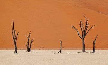 Woestijn Namibië