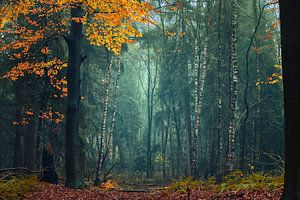 Ruhe im Wald