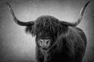 Schottischer Highlander-Kopf: Porträt in Schwarz-Weiß