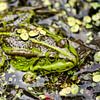 Frosch und Wasserlinse von Frans Blok