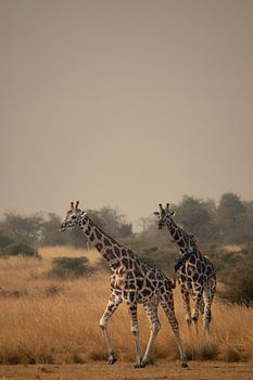 Zwischen Himmel und Erde - Ugandas anmutige Giganten
