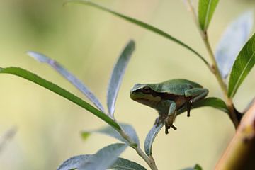 grenouille de piscine sur Frank Fichtmüller