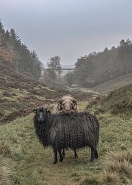 Sheep in Legind Bjerge; Mors, Denmark by Lene Shannon