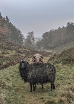 Schapen in Legind Bjerge; Mors, Denemarken