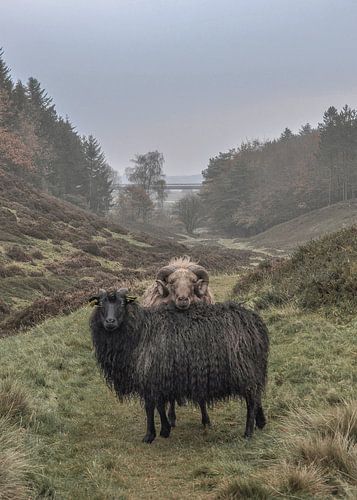 Schafe in Legind Bjerge; Mors, Dänemark