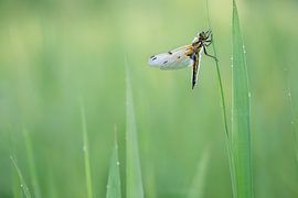Four-spotted Skimmer by Mark van der Walle