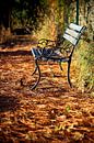 Banc bleu sous le soleil d'automne, nature morte. par Eyesmile Photography Aperçu