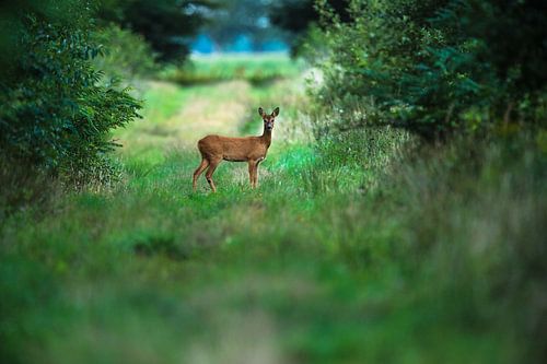 Ree in de Vroege morgen. von Harrie Timmermans