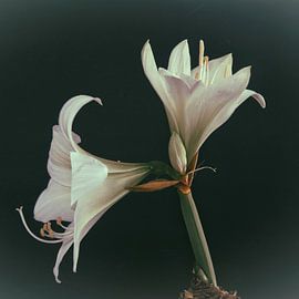 Amaryllis sur Huub Westendorp