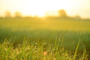 Sonnenaufgang über einem Feld mit Tau auf dem Gras