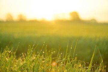 Zonsopgang boven een veld met dauw op het gras van Sjoerd van der Wal Fotografie