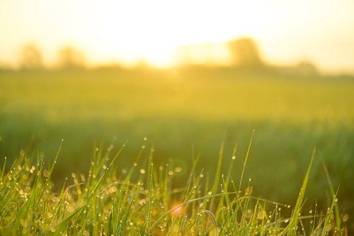 Zonsopgang boven een veld met dauw op het gras