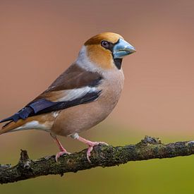 Hawfinch by Patrick Scholten
