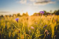 Wilde bloemen bij zonsondergang. van Newearthvisuals thumbnail