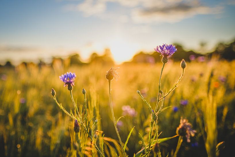 Wilde bloemen bij zonsondergang. van Newearthvisuals