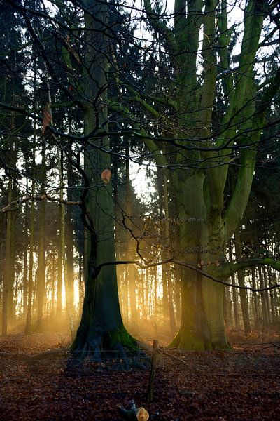 Lever de soleil dans la forêt par Jurjen Jan Snikkenburg