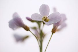 Pink Whitflower by Cor de Hamer