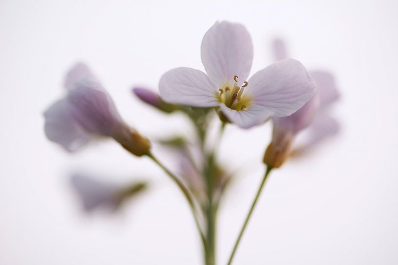 Pink Whitflower by Cor de Hamer
