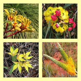 Collage Westaustralischer Wildblumen in Gelb von Ines Porada
