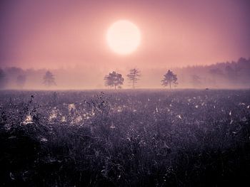 Webjes in de ochtend