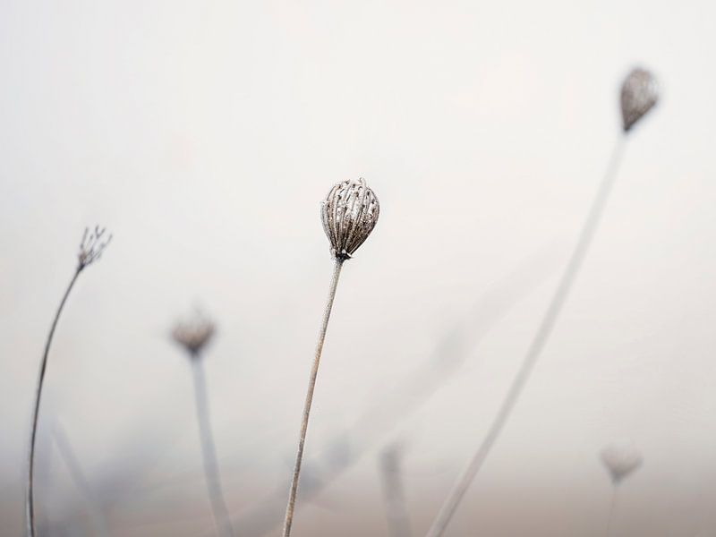 Ombelles en fleurs dans un champ en hiver par Anouschka Hendriks