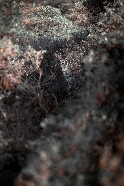 Bambi, das berühmte Rentier, ist zwischen den Büschen versteckt von Steven Dijkshoorn