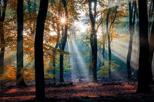 Speulderbos (Veluwe)