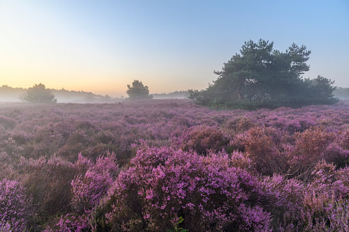 Sonnenaufgang über einer Heidelandschaft an einem wunderschönen Sommermorgen von Sjoerd van der Wal Fotografie