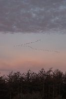 Birds flying high