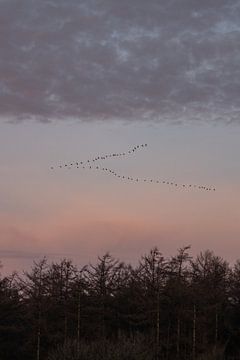 Birds flying high by Lieneke Holst