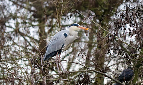 heron