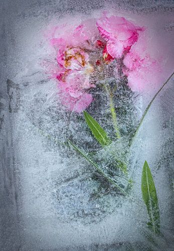 Oleander frozen in water.
