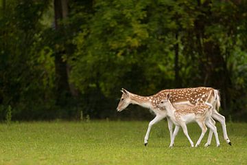 Mère cerf avec son petit
