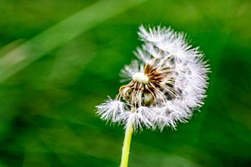 Genieten van de natuur : De paardenbloem van Photoart-Naegele