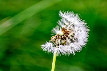 Genieten van de natuur : De paardenbloem van Michael Nägele