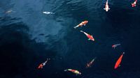 Koi-Karpfen
