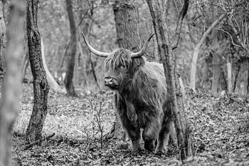 Highlander écossais dans les forêts du parc national du Sud-Kennemerland