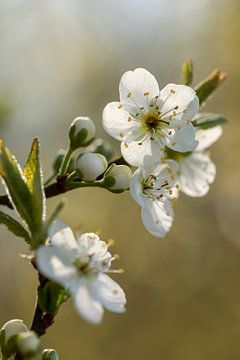 Frühlingsblüte von André Dorst