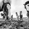 Icelandic horses in a field in Iceland around sunset time sur Bart van Eijden