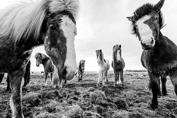 Icelandic horses in a field in Iceland around sunset time