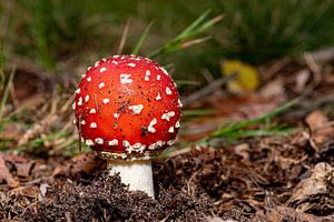 Fly agaric