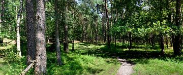 Leuvenumsche bos panorama