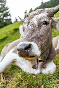 Douce vache dans le pays d'Appenzell