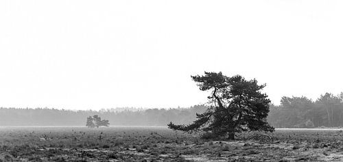 Die Kraft der Natur, der einsame Baum.